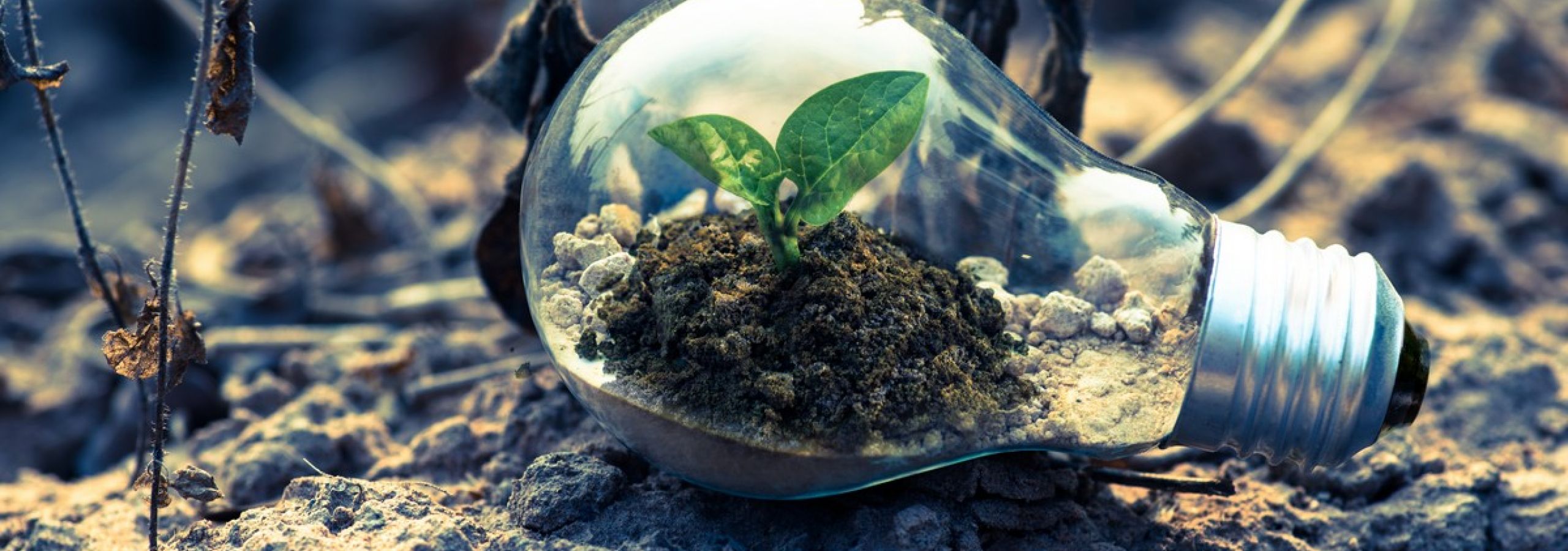 clear-light-bulb-planter-on-gray-rock-1108572-70a23a4a imagem