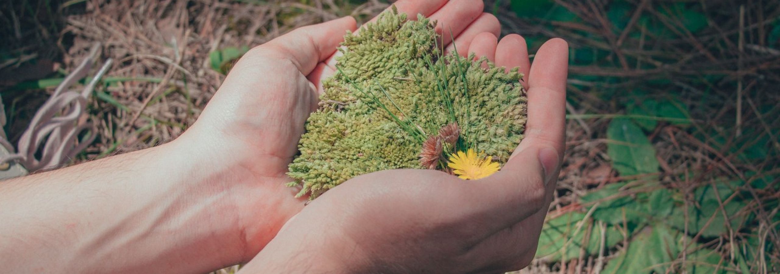 person-holding-green-leaf-plant-970594-ae35b1ac imagem